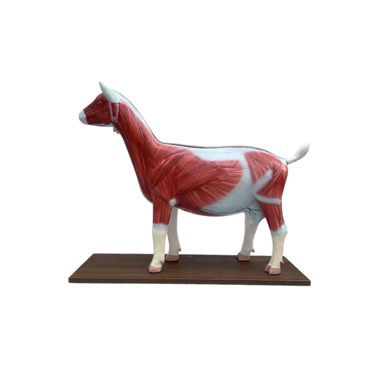 Modelo de Anatomia da Ovelha