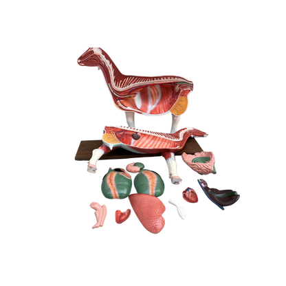Modelo de Anatomia da Ovelha