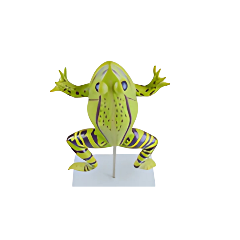 Modelo de Anatomia do Sapo