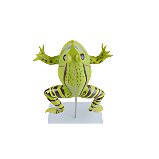 Modelo de Anatomia do Sapo
