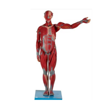 Manequim Muscular de 170cm, Assexuado, com Órgãos Internos, em 30 Partes