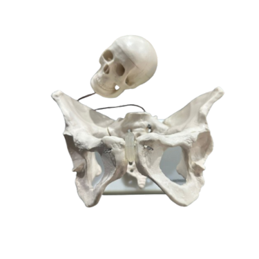Modelo de Pelve feminina com cabeça fetal