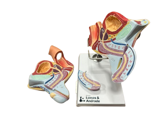Modelo de Órgão Genital Masculino em 7 Partes