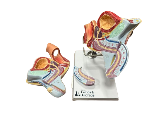 Modelo de Órgão Genital Masculino em 7 Partes