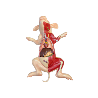 Modelo de Anatomia do Porco