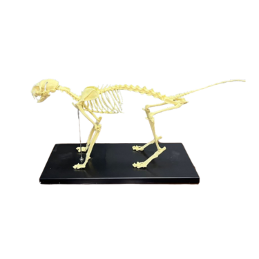 Modelo de Esqueleto do Gato
