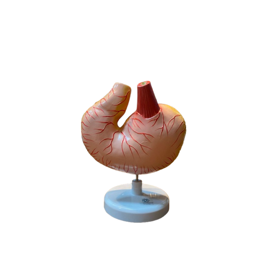 Modelo de Estômago de Cão