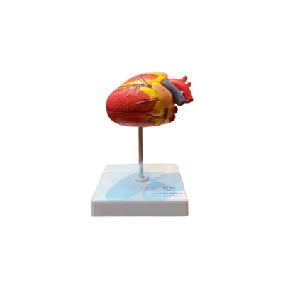 Modelo de Coração de Cão