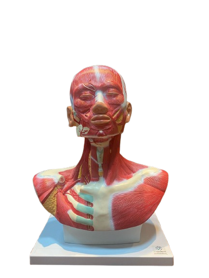 Modelo de Cabeça e Pescoço Muscular