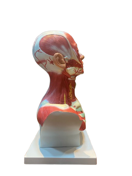 Modelo de Cabeça e Pescoço Muscular
