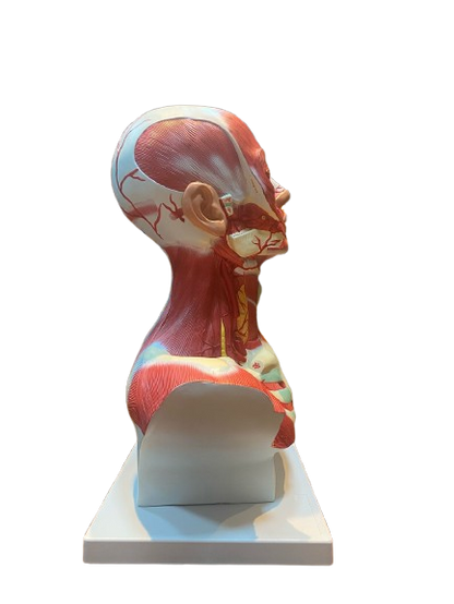 Modelo de Cabeça e Pescoço Muscular